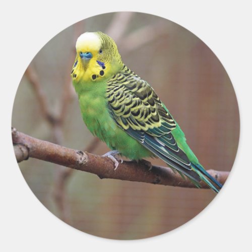 Pretty Green Parakeet Photo Classic Round Sticker