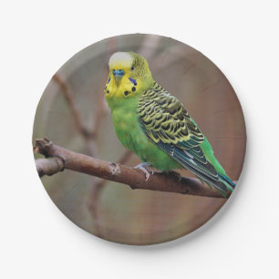 Pretty Green Parakeet Photo Paper Plates