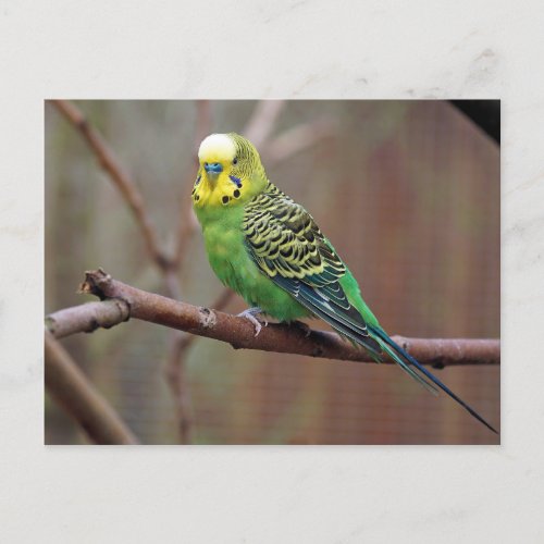 Pretty Green Parakeet Photo Postcard