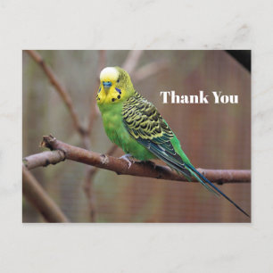Pretty Green Parakeet Photo Thank You Postcard