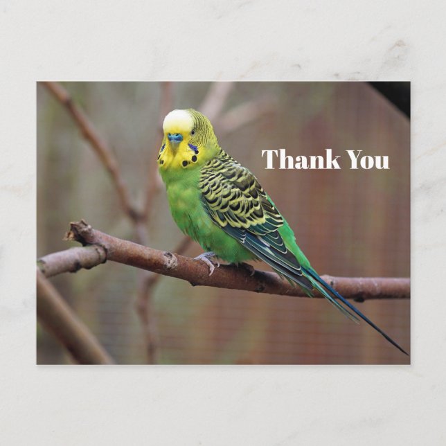Pretty Green Parakeet Photo Thank You Postcard (Front)