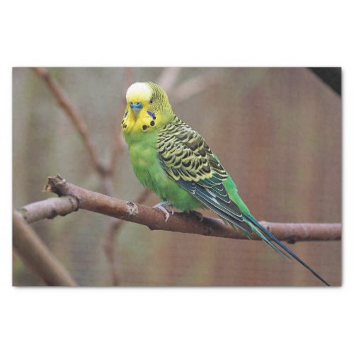 Pretty Green Parakeet Photo Tissue Paper