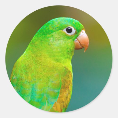 Pretty Green Parrot Photo Classic Round Sticker