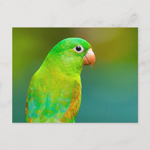 Pretty Green Parrot Photo Postcard