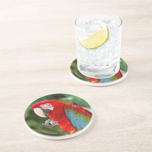 Pretty Green_Winged Macaw Parrot Bird Coaster