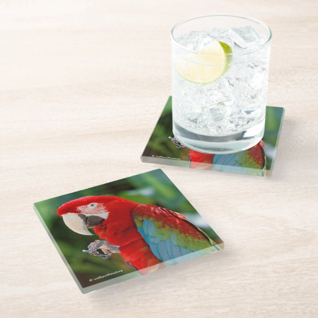 Pretty Green-Winged Macaw Parrot Bird Glass Coaster (Angled)