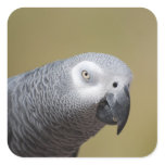 Pretty Grey Parrot Square Sticker
