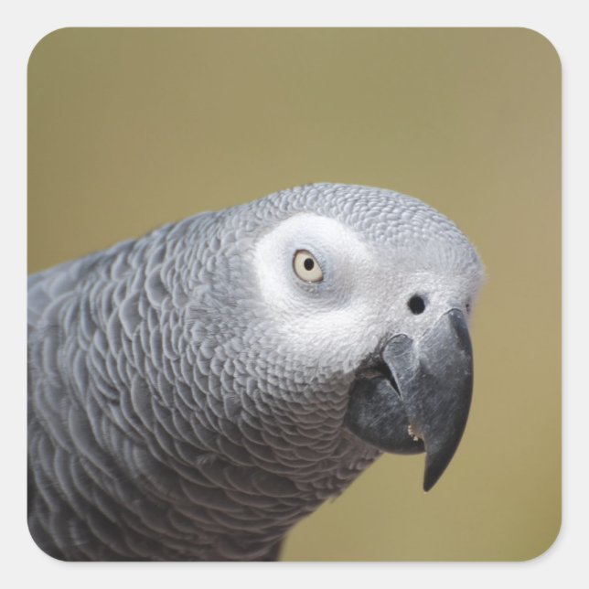 Pretty Grey Parrot Square Sticker (Front)