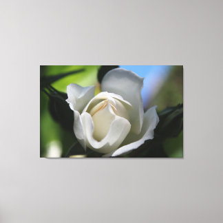 pretty half blooming pure white rose flower. canvas print