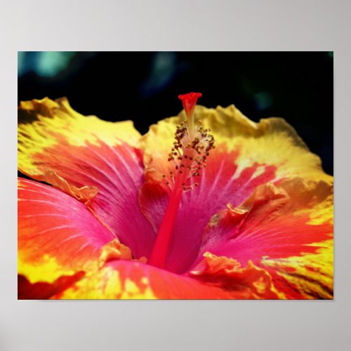 Pretty Hibiscus Flower Close Up  Poster