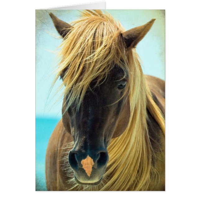 Pretty Horse Cards (Front)