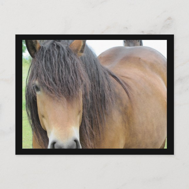 Pretty Horse Postcard (Front)