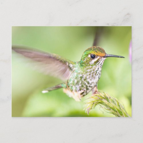 Pretty Hummingbird Landing on a Branch Postcard