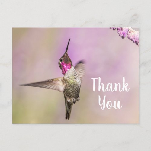 Pretty Hummingbird Posing to Say Thank You Postcard