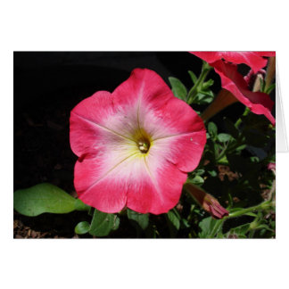 Pretty in Pink Cards