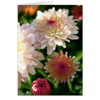 Pretty in Pink Cards