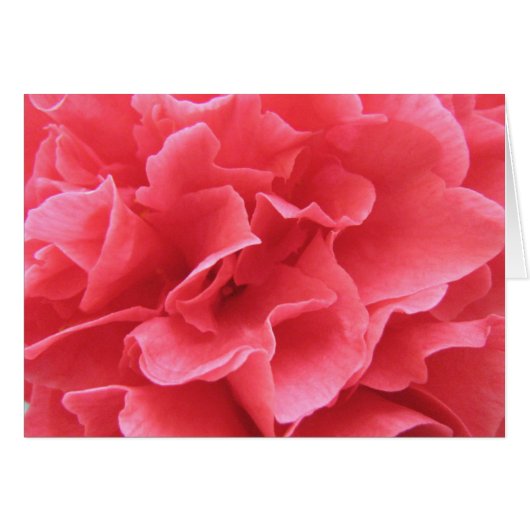 Pretty in Pink Cards (Front Horizontal)