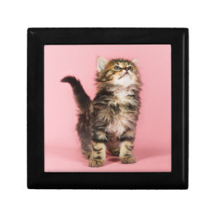 Pretty in Pink Kitten Gift Box