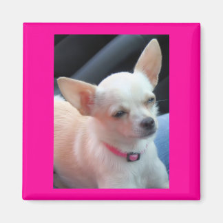 Pretty in Pink Magnet