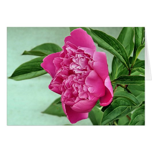 Pretty in Pink Peony Cards (Front Horizontal)