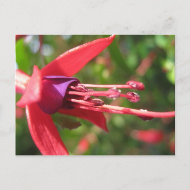 Pretty in Pink. Postcard (Front)