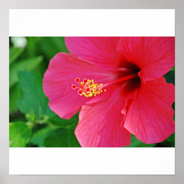 Pretty in Pink Poster (Front)