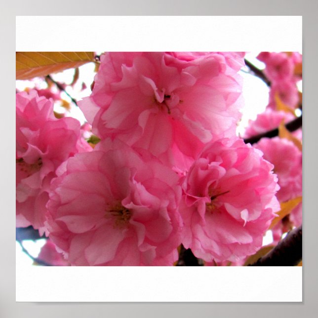 Pretty in Pink Poster (Front)