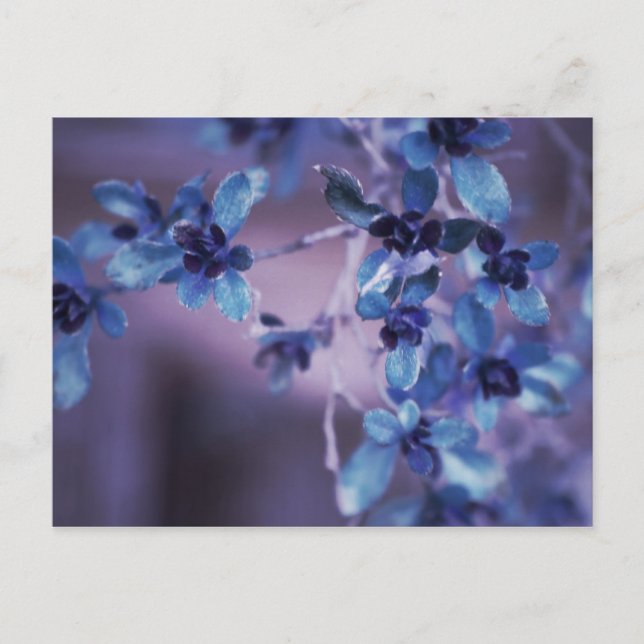 Pretty In Purple Postcard (Front)