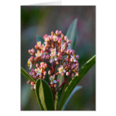 Pretty in Spring (Front)