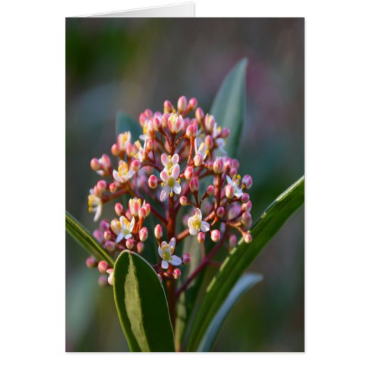 Pretty in Spring Cards (Front)