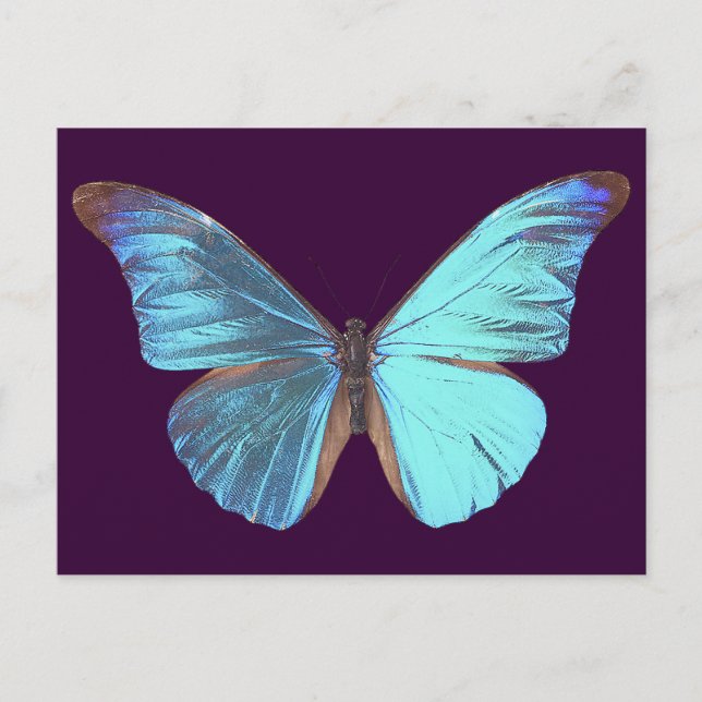 Pretty Iridescent Blue Butterfly Postcard (Front)
