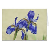 Pretty Iris Pair (Front Horizontal)