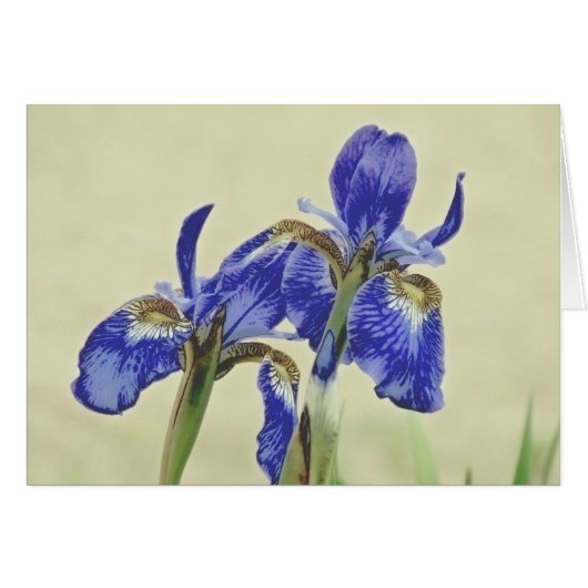 Pretty Iris Pair Cards (Front Horizontal)