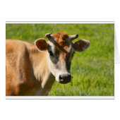 Pretty Jersey Cow Stare (Front Horizontal)