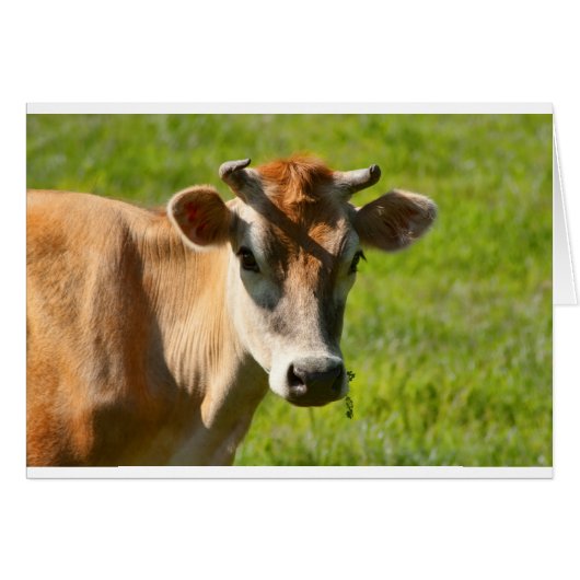 Pretty Jersey Cow Stare Cards (Front Horizontal)
