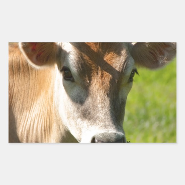 Pretty Jersey Cow Stare Rectangular Sticker (Front)