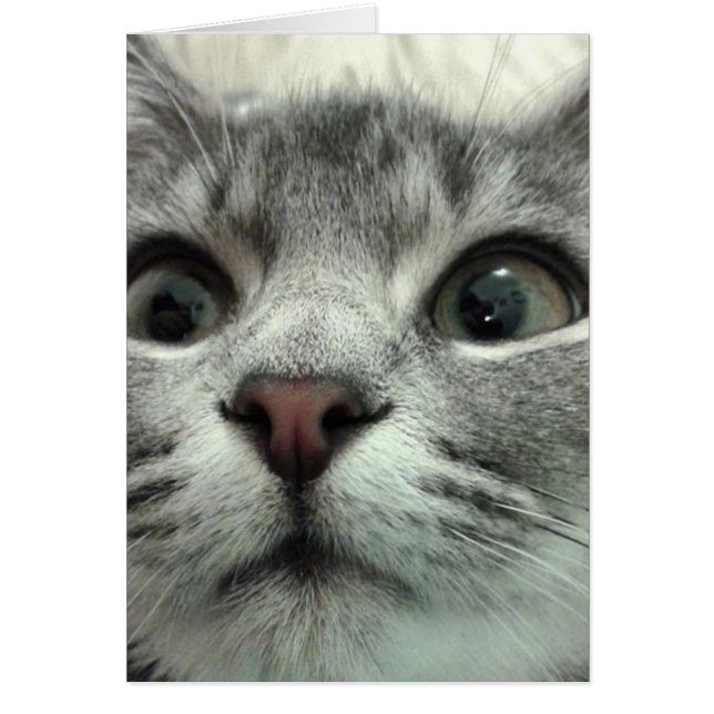 Pretty Kitten, Gute Besserung Cards (Front)