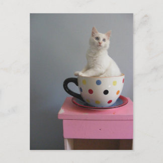 pretty kitten in plant pot postcard