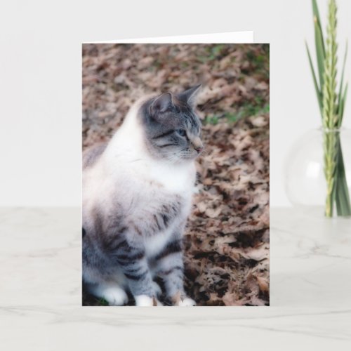 Pretty Kitty All Occasion Card