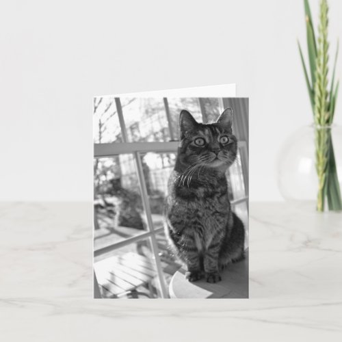 Pretty Kitty Bright Eyes Notecard