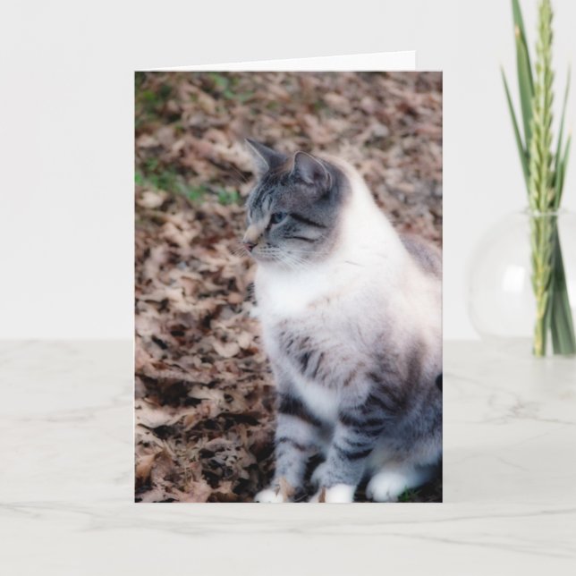 Pretty Kitty Card (Front)