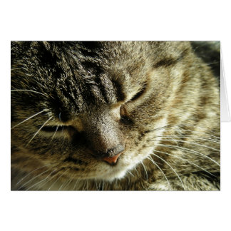 Pretty Kitty Cards