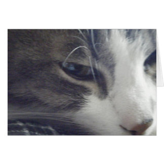 Pretty Kitty Cards