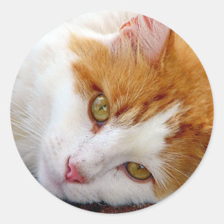 Pretty Kitty Classic Round Sticker