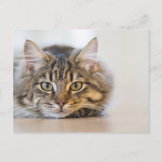 Pretty Kitty Looking at You Postcard (Front)