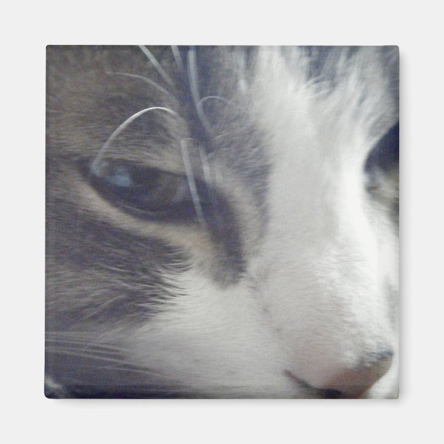 Pretty Kitty Magnet (Front)