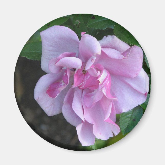 Pretty Lady 092 Magnet (Front)