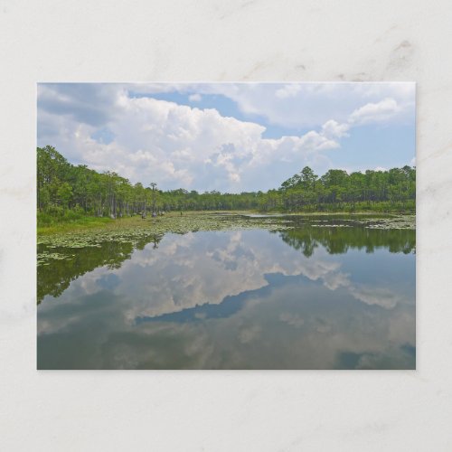 Pretty Lake View near Tallahassee Florida Postcard