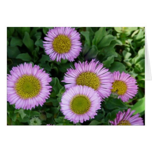 Pretty Lavender Erigeron Flowers Cards (Front Horizontal)