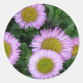 Pretty Lavender Erigeron Flowers Classic Round Sticker